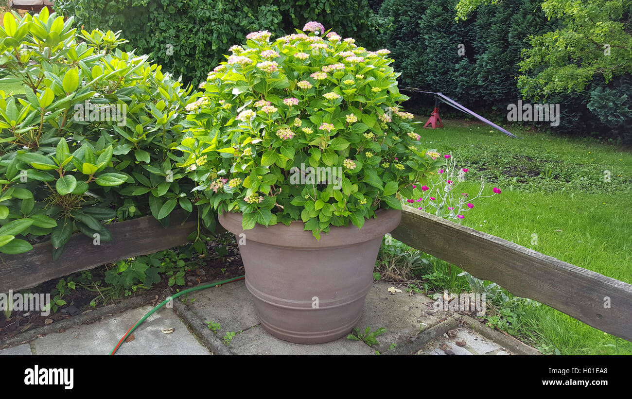 Giardino hydrangea, cappuccio in pizzo ortensia (Hydrangea macrophylla), rosa fioritura hydrangea in un contenitore, Germania Foto Stock