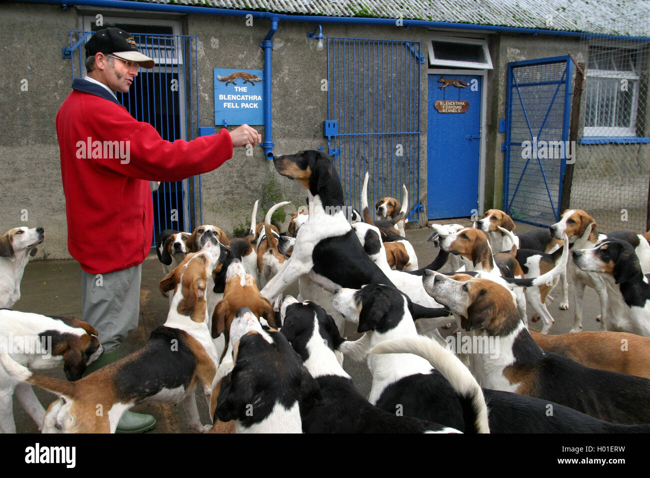 Barry Todhunter, Huntsman del Blencathra Foxhounds al loro allevamento in Threlkeld nel distretto del lago, Inghilterra. Foto Stock