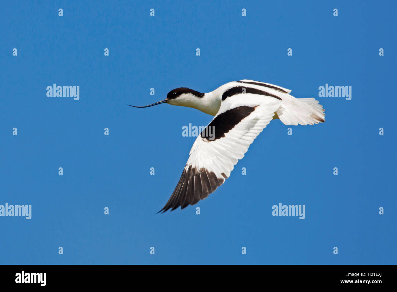 Pied avocet (Recurvirostra avosetta), in volo al cielo blu, vista laterale, Germania Foto Stock