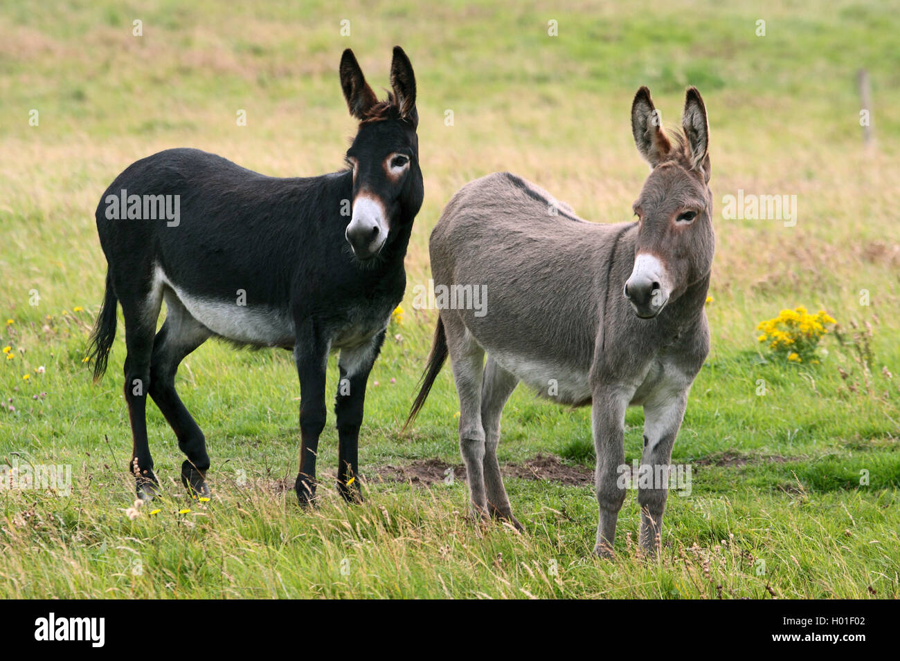 Asino domestico (Equus asinus asinus), due asini in piedi insieme su un pascolo, Irlanda Foto Stock