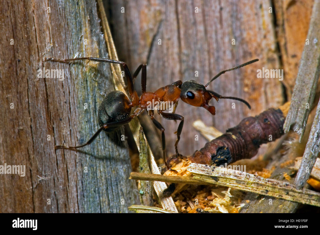 Legno formica (Formica rufa), trasporta preda, Germania Foto Stock