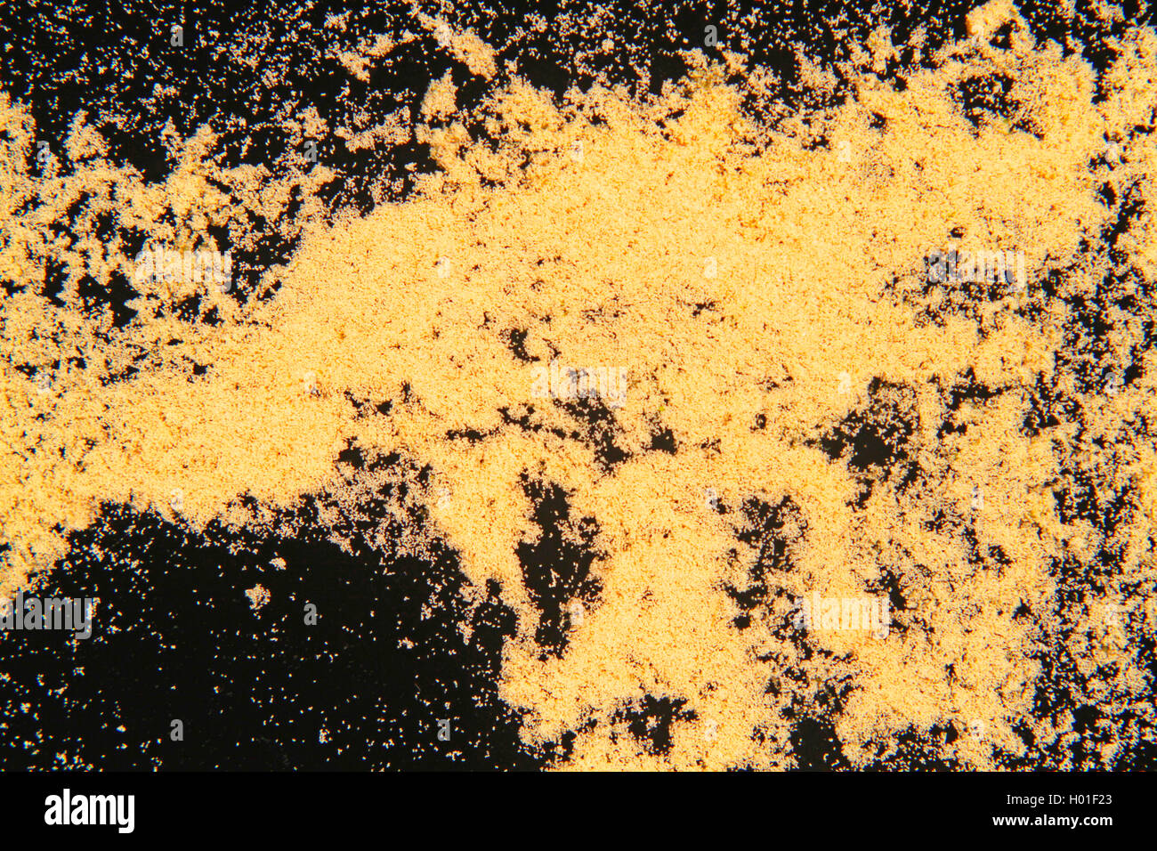 Bluetenpollen auf einer Wasseroberflaeche, Schwefelregen, Deutschland | il polline su uno stagno, Germania | BLWS426583.jpg [ (c) blickwi Foto Stock