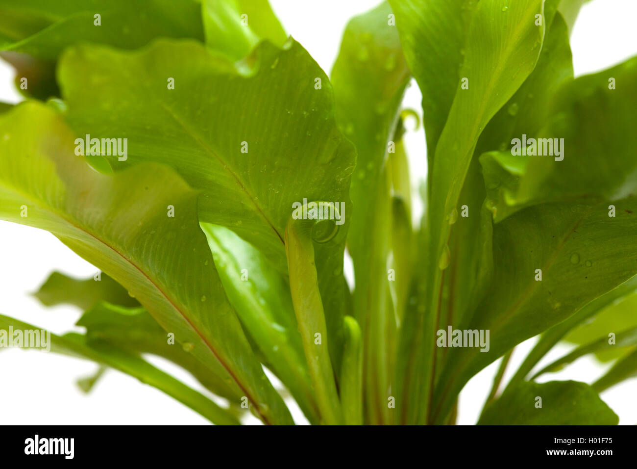 Asplenium nidus, Bird Nest fern isolati su sfondo bianco Foto Stock