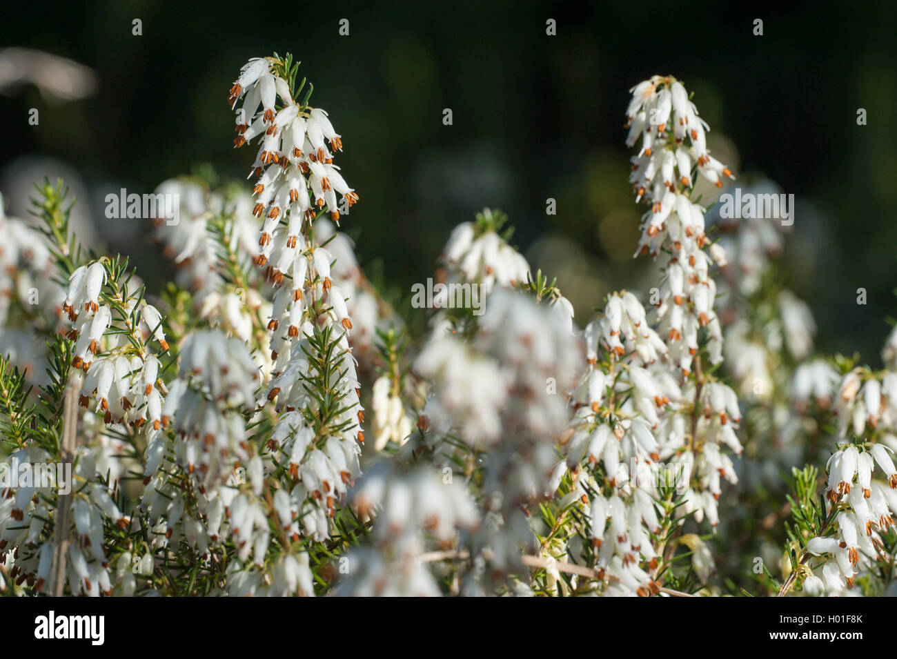 La molla di erica (Erica herbacea, Erica carnea), cultivar Springwood, fioritura, Germania Foto Stock