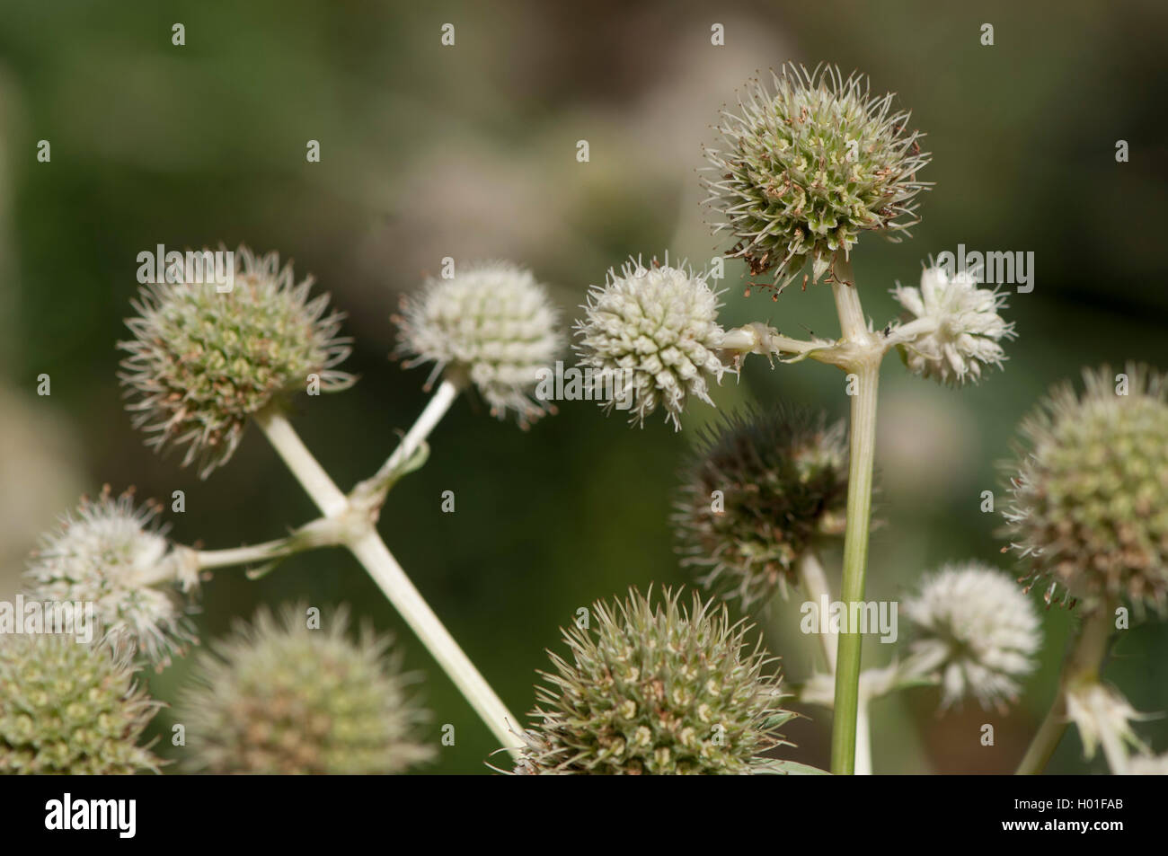 Pulsante snake-root (Eryngium yuccifolium), infiorescenza Foto Stock
