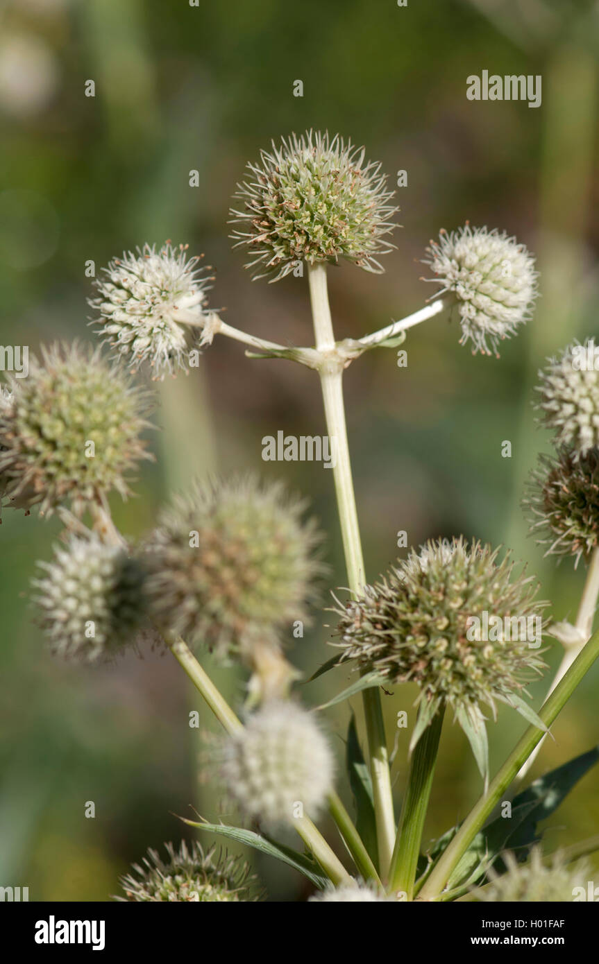 Pulsante snake-root (Eryngium yuccifolium), infiorescenza Foto Stock