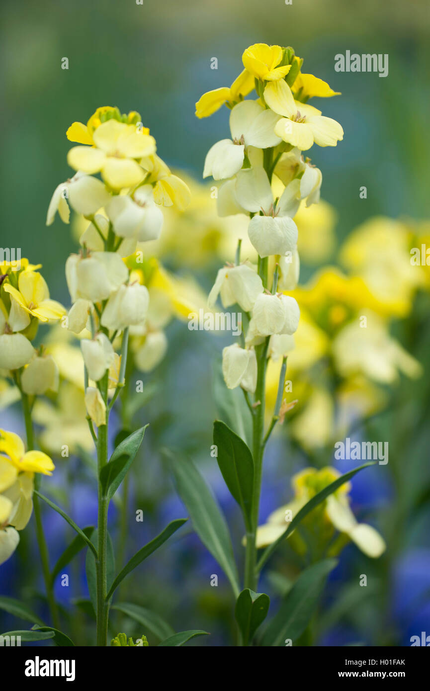 Violaciocca (Cheiranthus cheiri Primrose Dame, Erysimum cheiri Primrose Dame), cultivar Primrose Dame Foto Stock