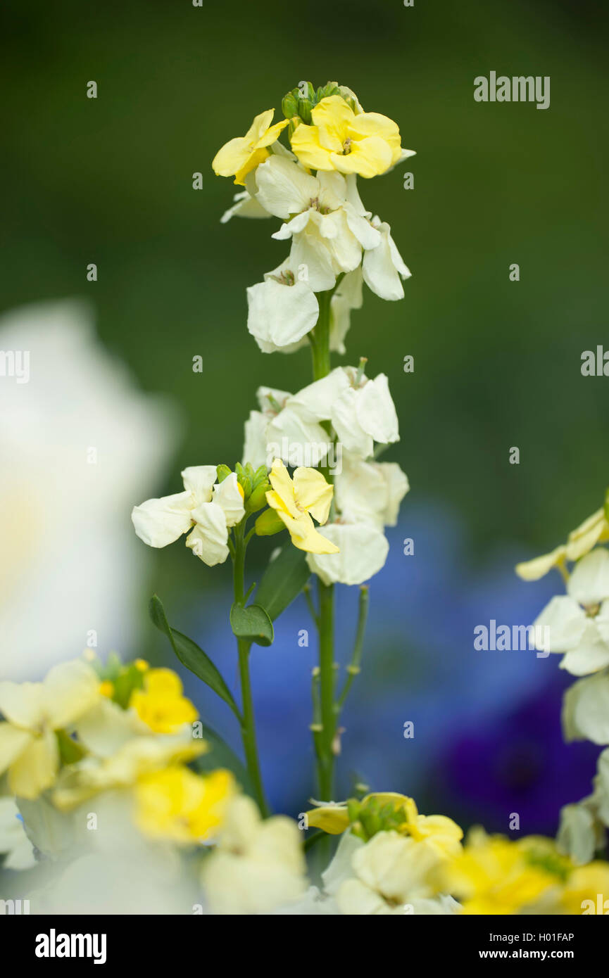 Violaciocca (Cheiranthus cheiri Primrose Dame, Erysimum cheiri Primrose Dame), cultivar Primrose Dame Foto Stock