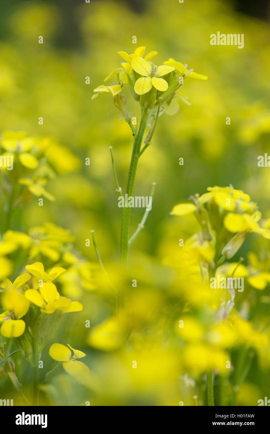 Violaciocca pallido (Erysimum crepidifolium), fioritura, Germania Foto Stock