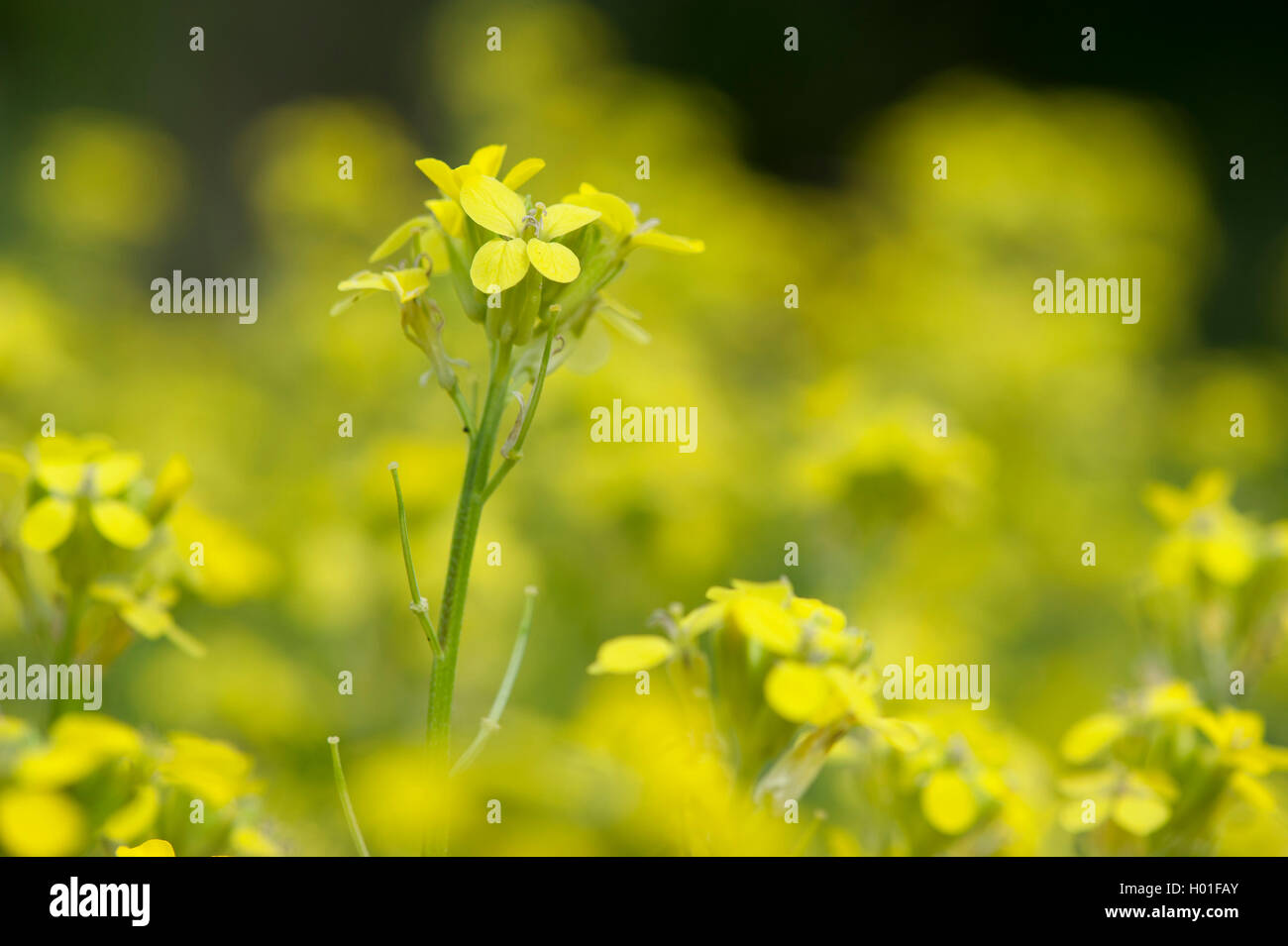 Violaciocca pallido (Erysimum crepidifolium), fioritura, Germania Foto Stock