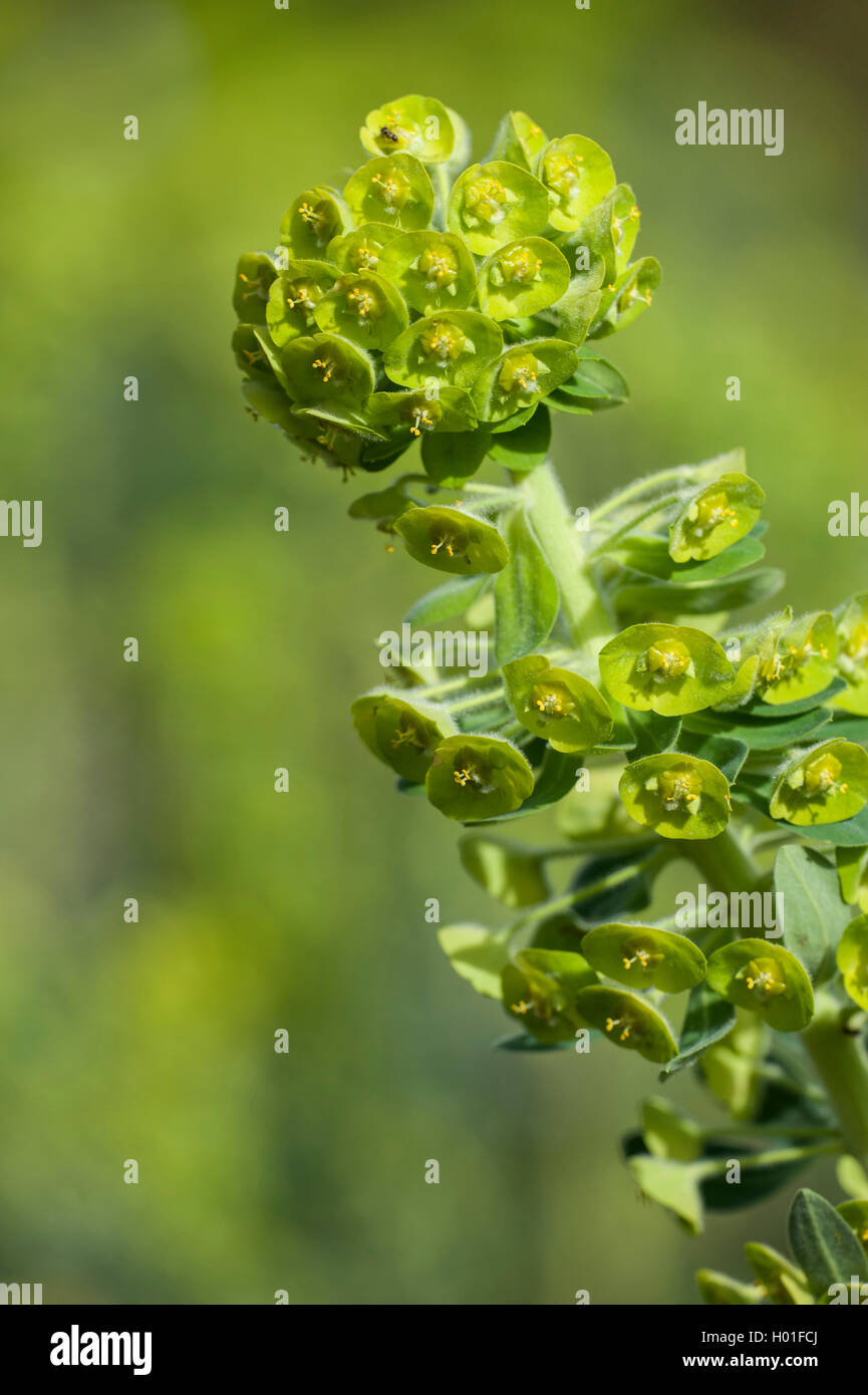 Grande mediterraneo (Euforbia Euphorbia characias), fioritura Foto Stock