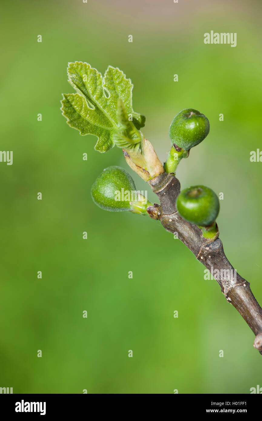 La figura commestibili, comune fig, Figtree (Ficus carica), il ramo con foglie e frutti giovani Foto Stock