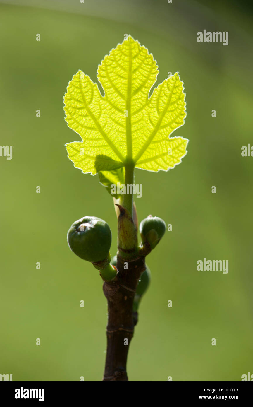 La figura commestibili, comune fig, Figtree (Ficus carica), il ramo con foglie e frutti giovani in controluce Foto Stock
