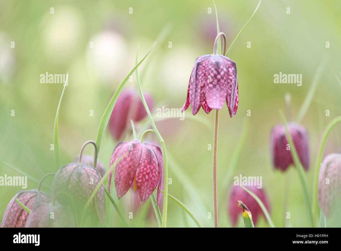 Fritillary comune, snake-testa (fritillaria Fritillaria meleagris), fioritura, Germania Foto Stock