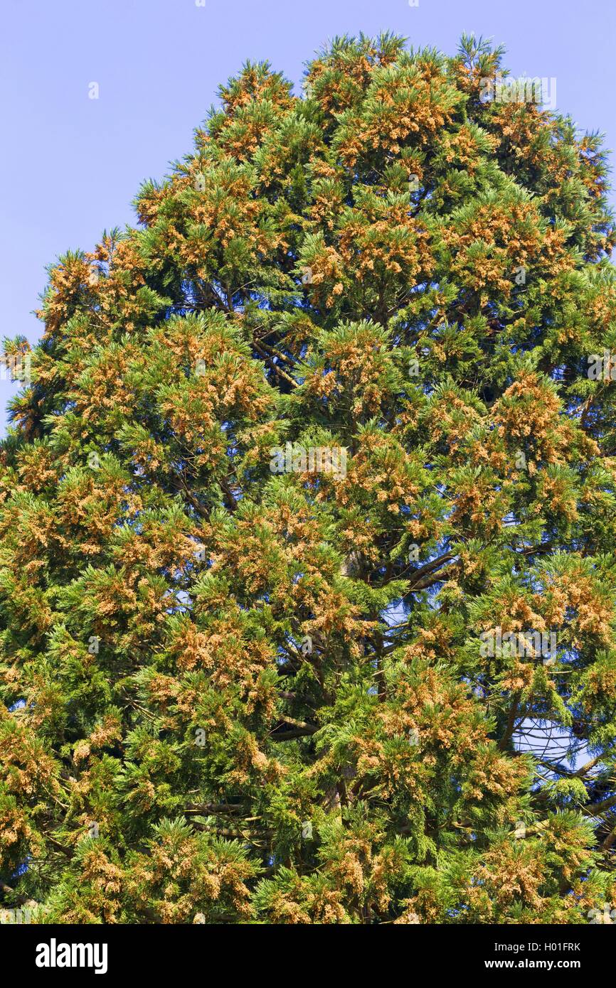 Sequoia gigante, giant redwood (Sequoiadendron giganteum), corona di fiori maschili Foto Stock