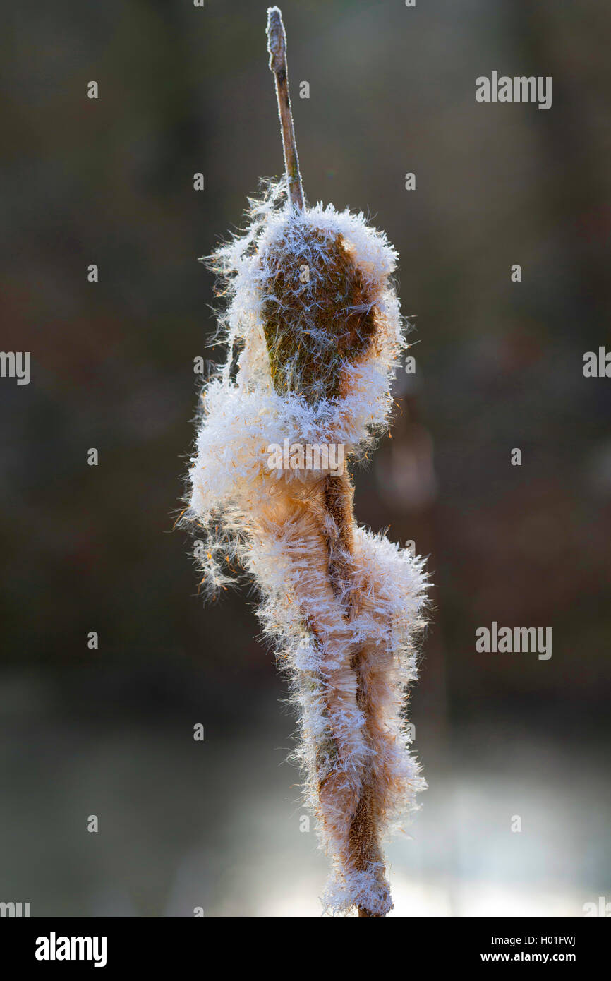 Tifa comune, di latifoglie, tifa di latifoglie del gatto di coda, grande reedmace, giunco (Typha latifolia), spadices con semi, Germania Foto Stock