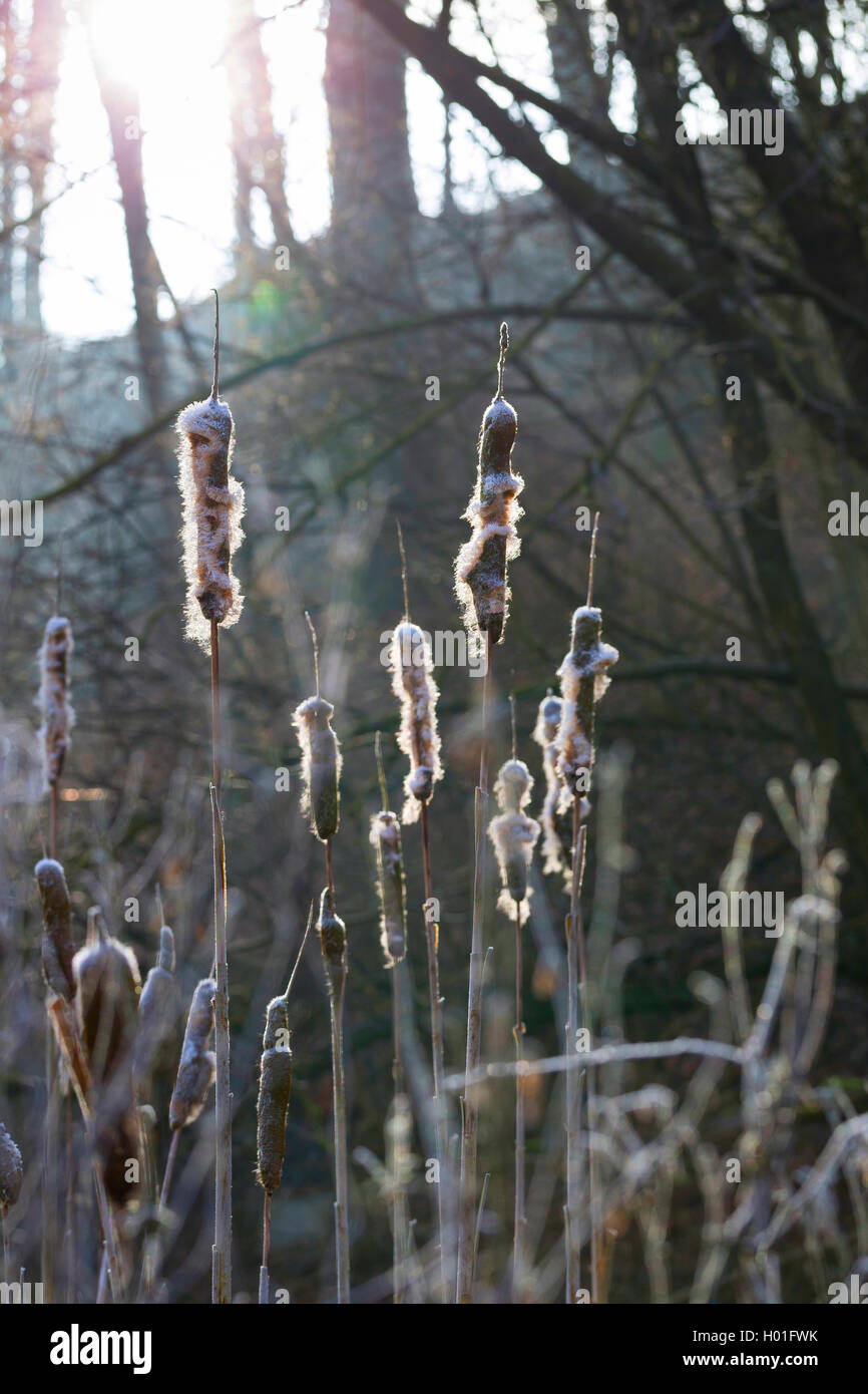 Tifa comune, di latifoglie, tifa di latifoglie del gatto di coda, grande reedmace, giunco (Typha latifolia), spadices con semi, Germania Foto Stock