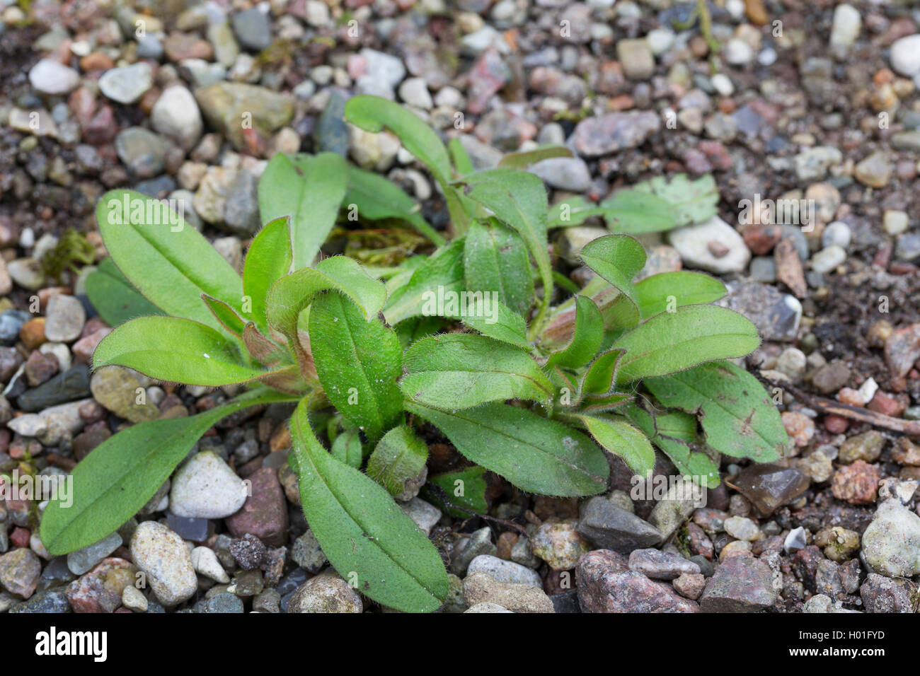 Dimenticare-me-non (Myosotis spec.), leaf rosetta, Germania Foto Stock