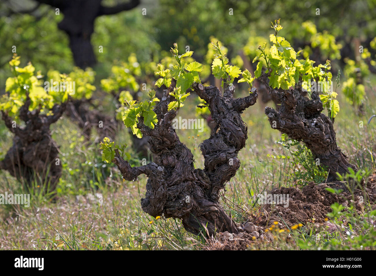 Vitigno, vite (Vitis vinifera), leaf sparare in primavera, France, Languedoc-Roussillon Foto Stock