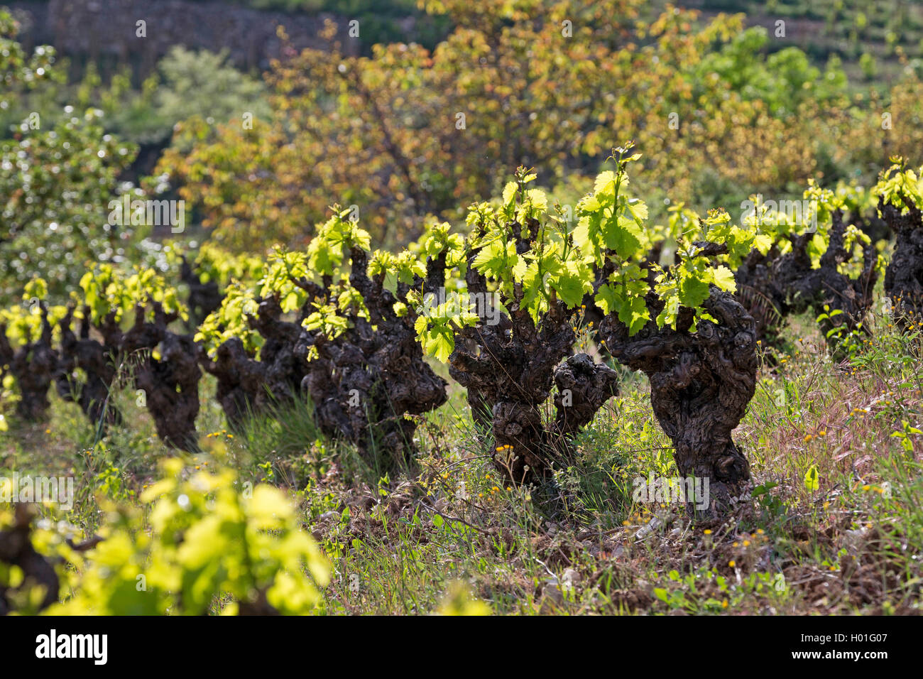 Vitigno, vite (Vitis vinifera), leaf sparare in primavera, France, Languedoc-Roussillon Foto Stock