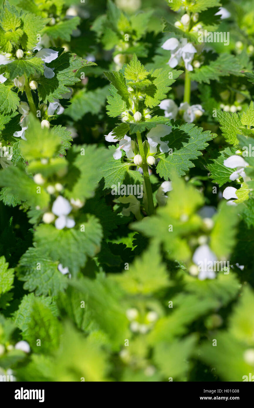 Morti Bianche di ortica, bianco deadnettle Lamium (album), fioritura, Germania Foto Stock
