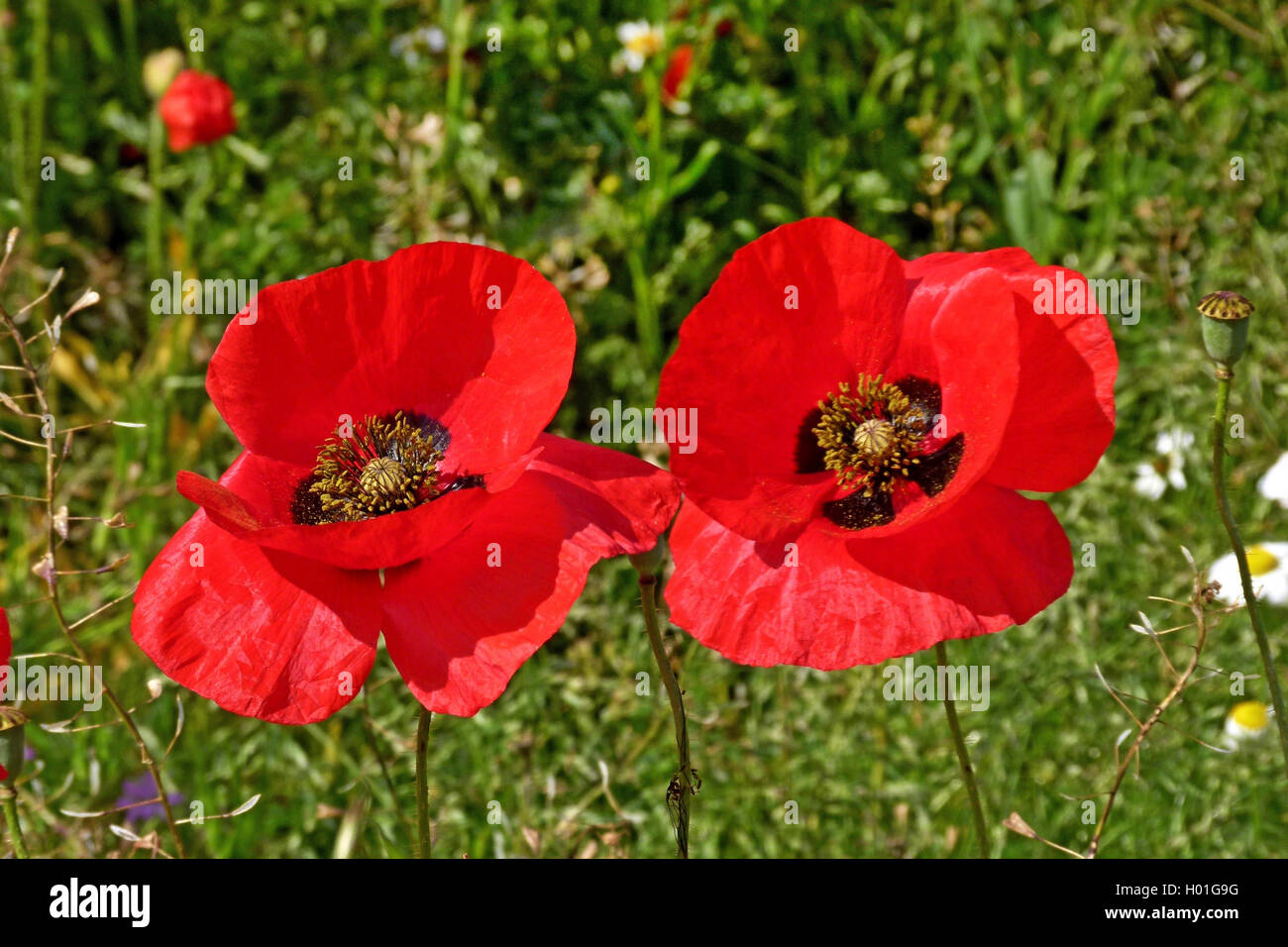 Comune di papavero, mais, papavero rosso papavero (Papaver rhoeas), due fiori di papavero, Germania Foto Stock