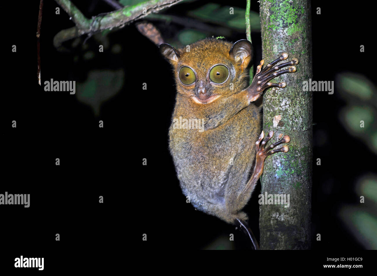 Sunda-Koboldmaki, Sundakoboldmaki (Tarsius bancanus, Cephalopachus bancanus), klammert sich un einem Baumstamm und beobachtet et Foto Stock