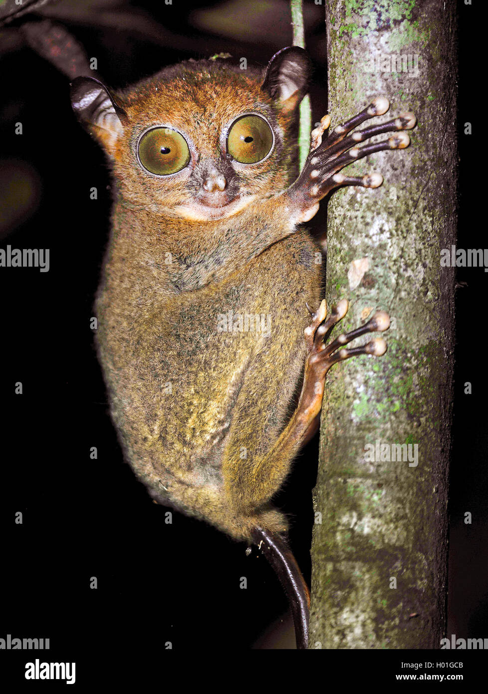 Sunda-Koboldmaki, Sundakoboldmaki (Tarsius bancanus, Cephalopachus bancanus), klammert sich un einem Baumstamm und glotzt in die Foto Stock