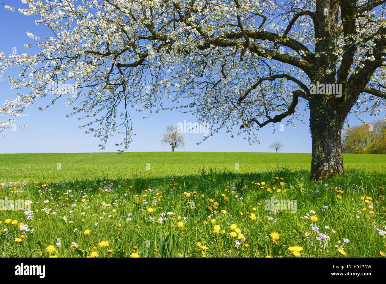 La pera comune (Pyrus communis), fioritura pear tree su un prato di tarassaco, Svizzera Foto Stock