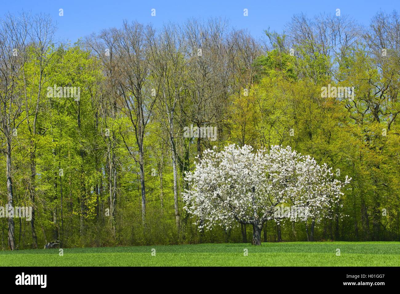 Il ciliegio, ciliegio dolce (Prunus avium), fioritura ciliegio su un prato in corrispondenza di un bordo della foresta, Svizzera Foto Stock