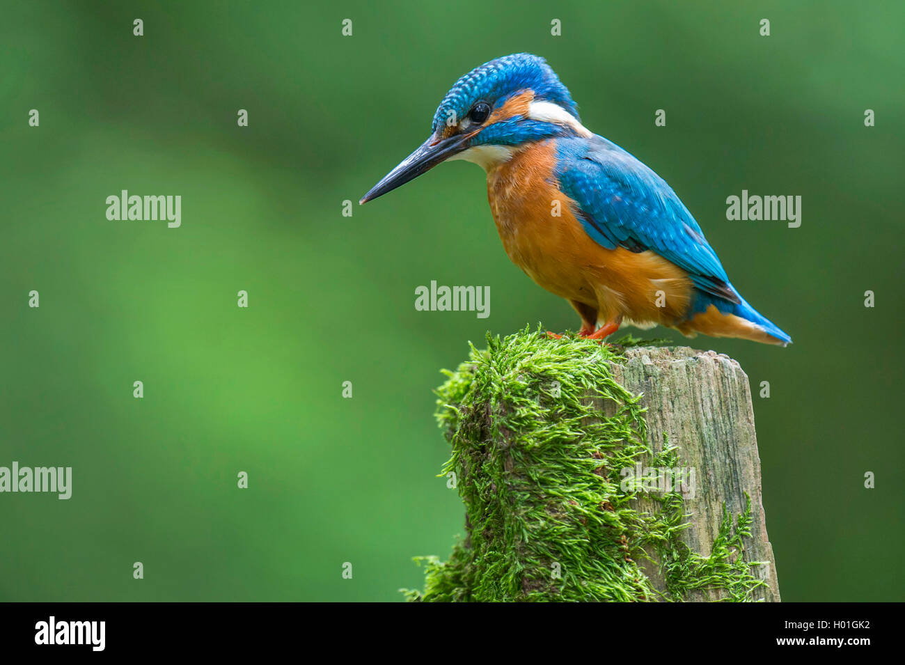 Fiume kingfisher (Alcedo atthis), seduto su un post, Germania, Bassa Sassonia Foto Stock