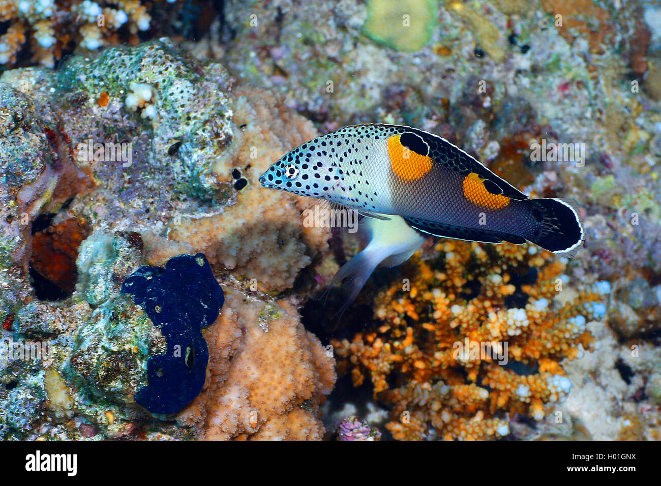 Clown coris (Coris aygula), al Coral reef, Egitto, Mar Rosso, Hurghada Foto Stock