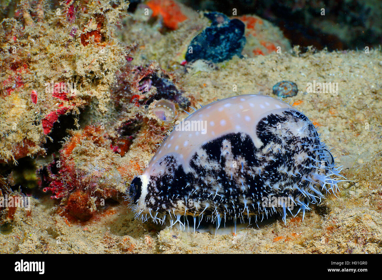 Cowry vitello, cervi Cowry (Lyncina vitellus), al Coral reef, Egitto, Mar Rosso, Hurghada Foto Stock