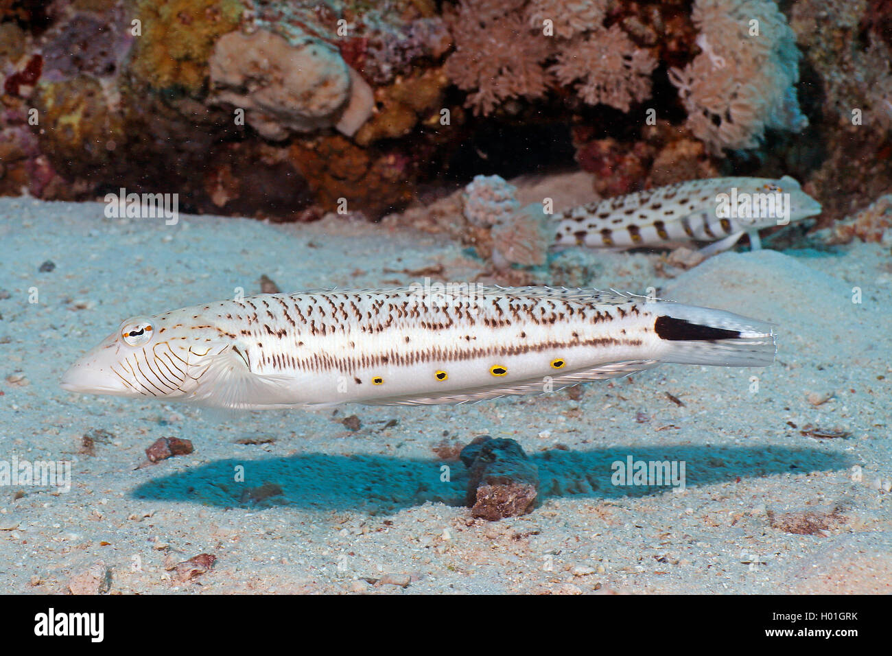 Chiazzato sandperch (Parapercis hexophthalma), due screziato sandperches al fondo del mare, Egitto, Mar Rosso, Hurghada Foto Stock