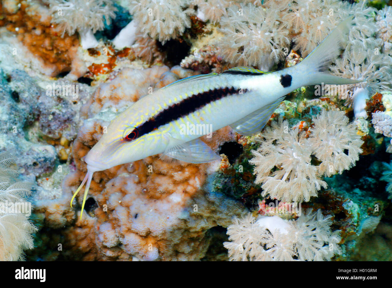 A lungo di barbo goatfish (Parupeneus macronema), al Coral reef, Egitto, Mar Rosso, Hurghada Foto Stock