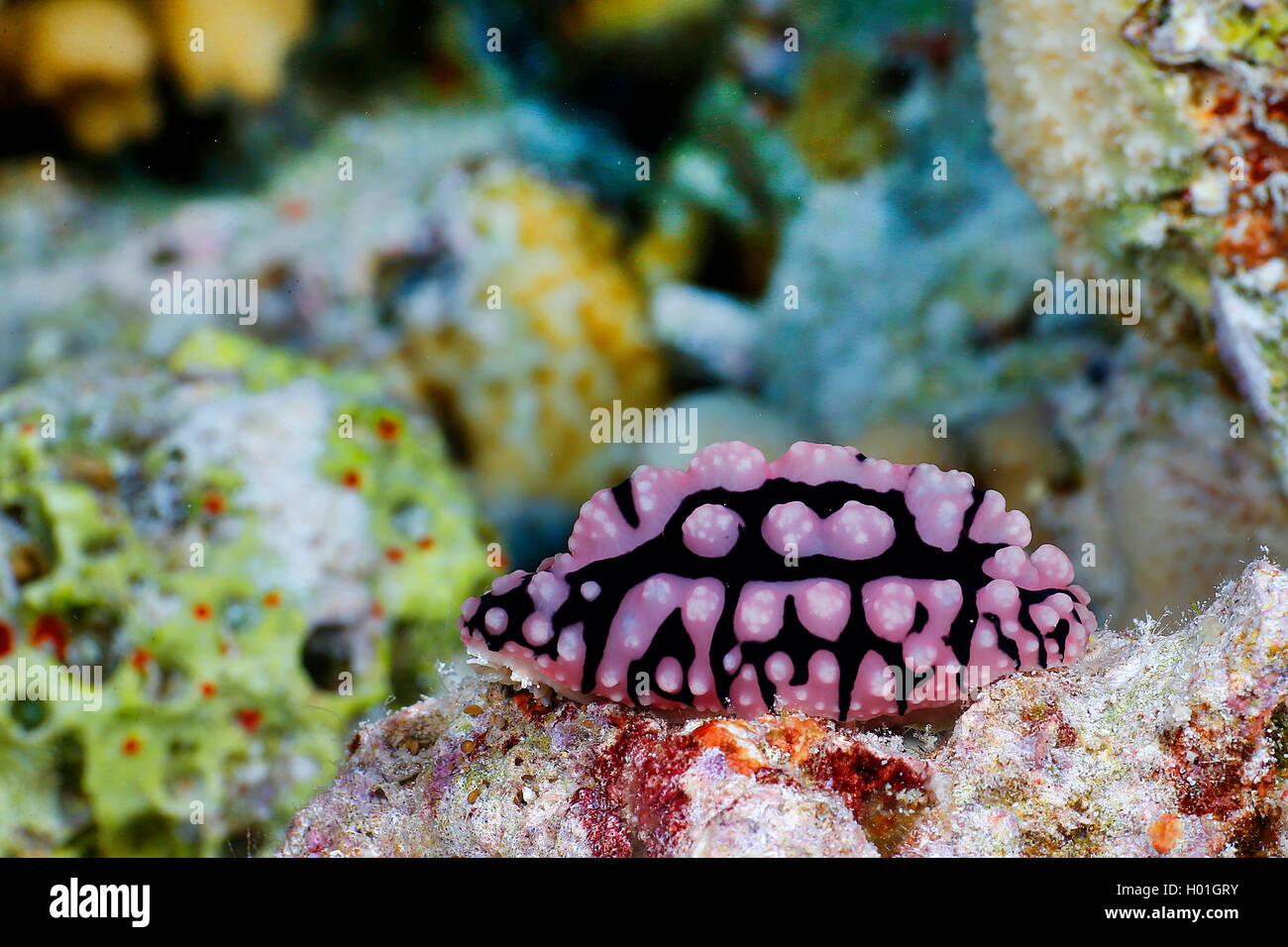 Sea slug (Phyllidiella pustulosa), al Coral reef, Egitto, Mar Rosso, Hurghada Foto Stock