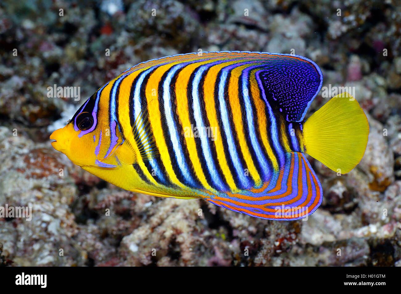 Royal angelfish, Blu-nastrare angelfish, Regal Angelfish (Pygoplites diacanthus), al Coral reef, Egitto, Mar Rosso, Hurghada Foto Stock