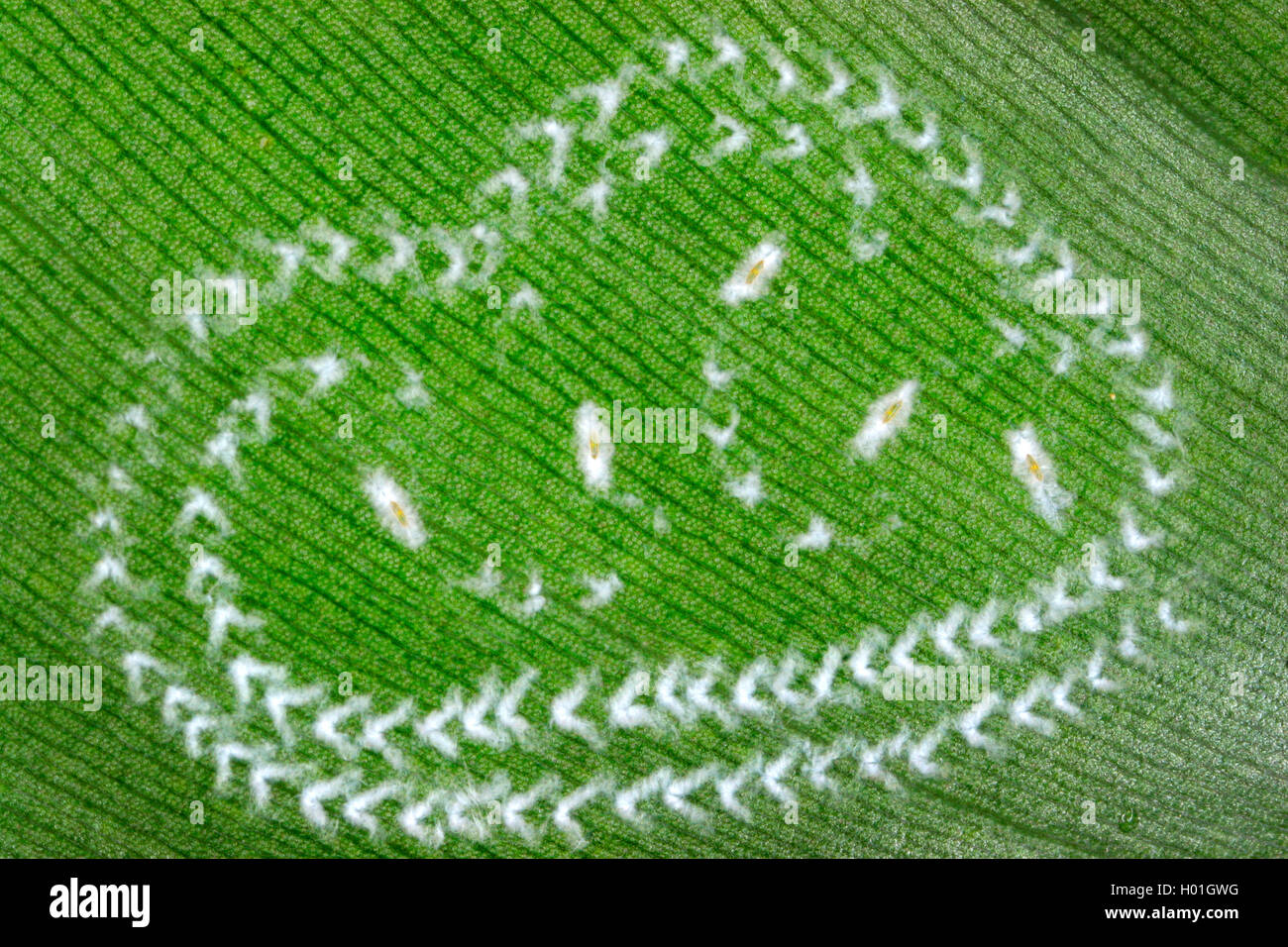 Weisse Fliege, Aleyrodidae (Aleyrodidae), Gelege, Oesterreich | whitefly serra (Aleyrodidae), uova, Austria | BLWS427353.jp Foto Stock