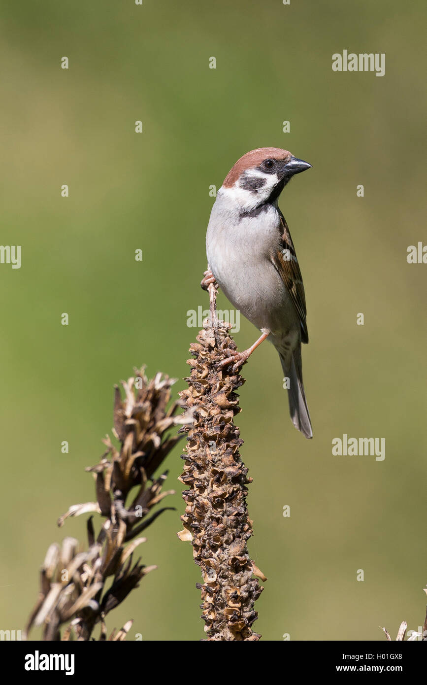 Feldsperling, Feldspatz (Passer montanus), auf verwelktem Fruchtstand, Deutschland | Eurasian tree sparrow (Passer montanus), su Foto Stock