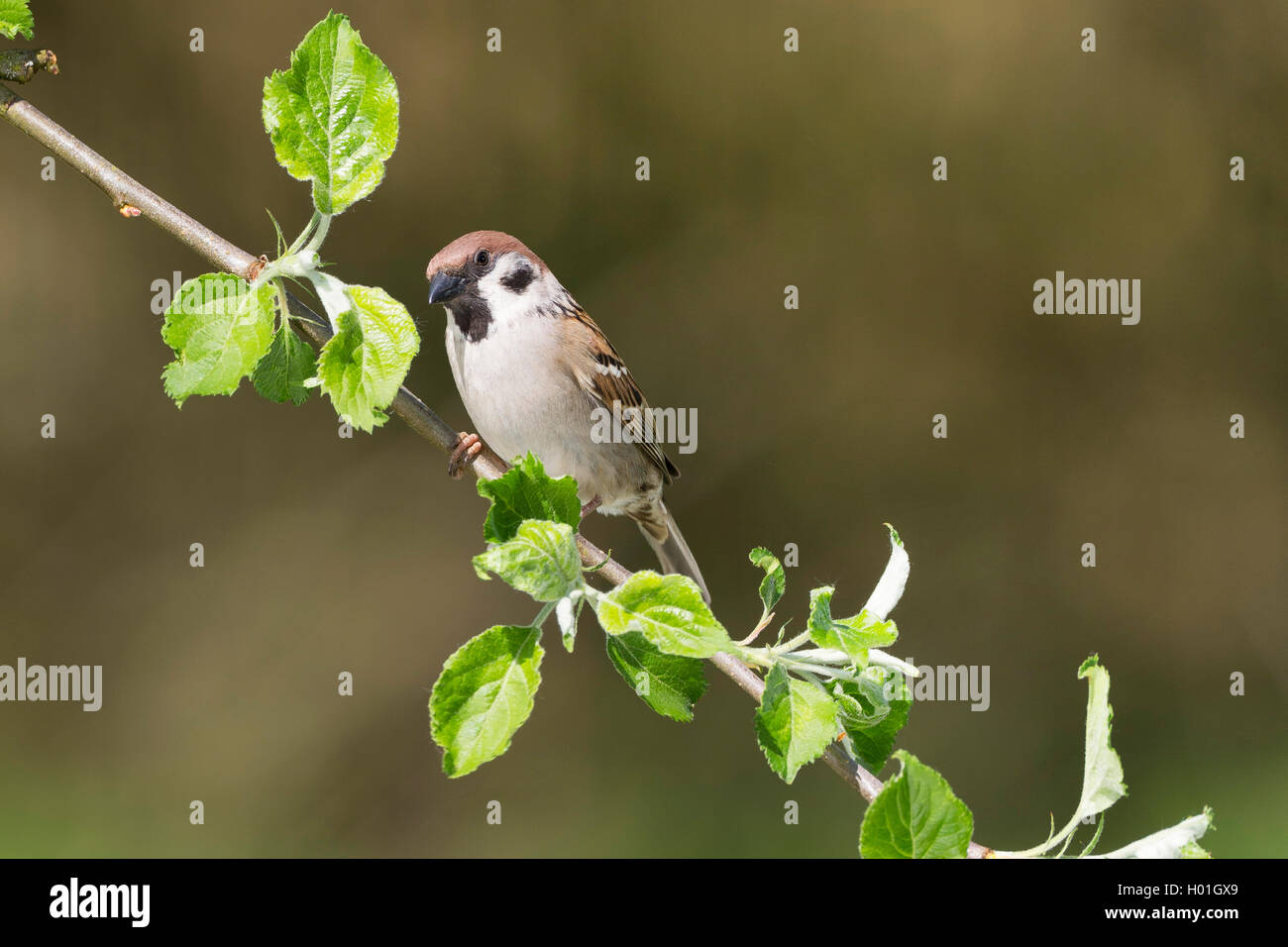 Feldsperling, Feldspatz (Passer montanus), sitzt auf einem Ast, Deutschland | Eurasian tree sparrow (Passer montanus), si siede su un Foto Stock