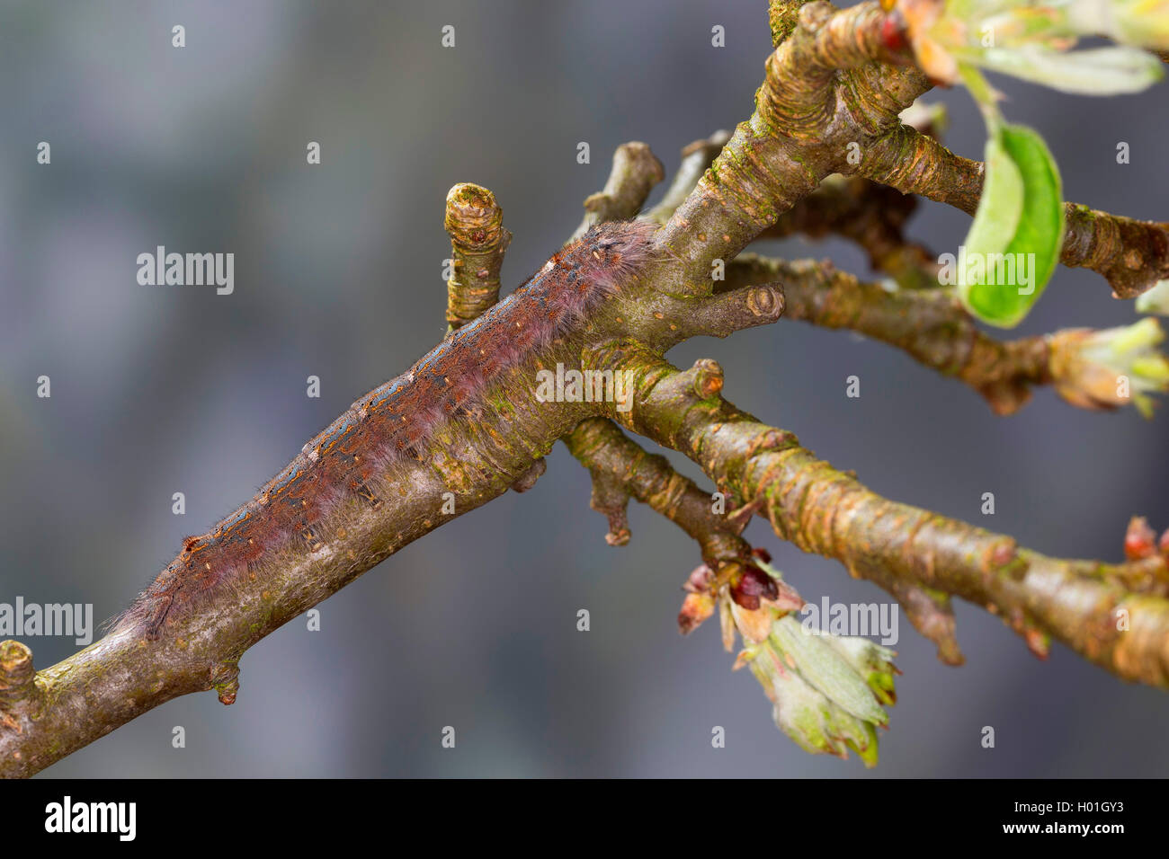 Prugna falda (Odonestis pruni), Caterpillar feed su melo, Germania Foto Stock