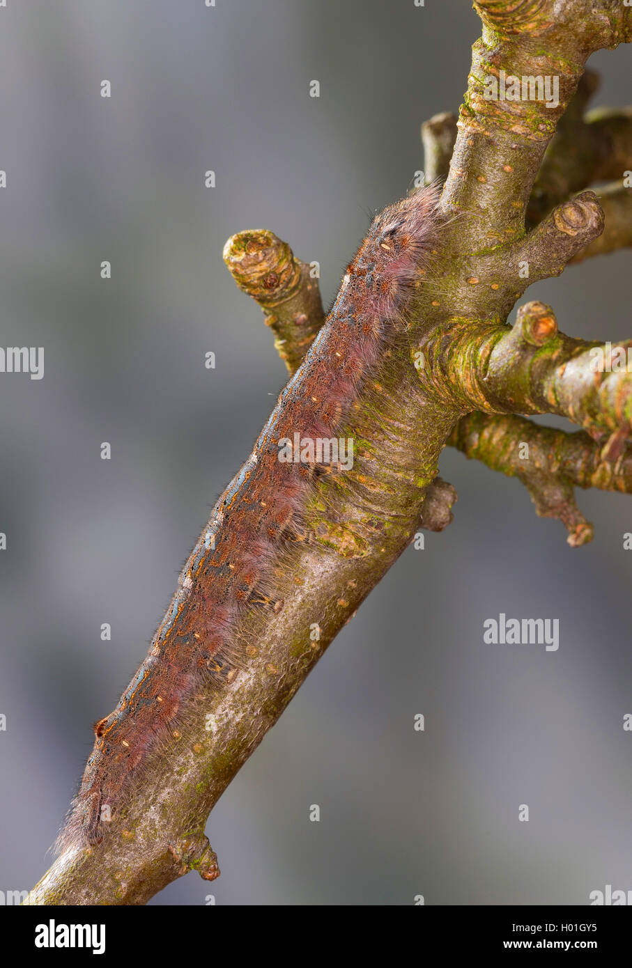 Prugna falda (Odonestis pruni), Caterpillar feed su melo, Germania Foto Stock