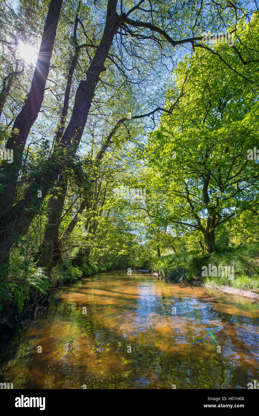 Floodplain vicino a Visbek, riserva naturale Baeken der Endeler e Holzhauser Heide, Germania, Bassa Sassonia, Oldenburger Muensterland, Visbek Foto Stock