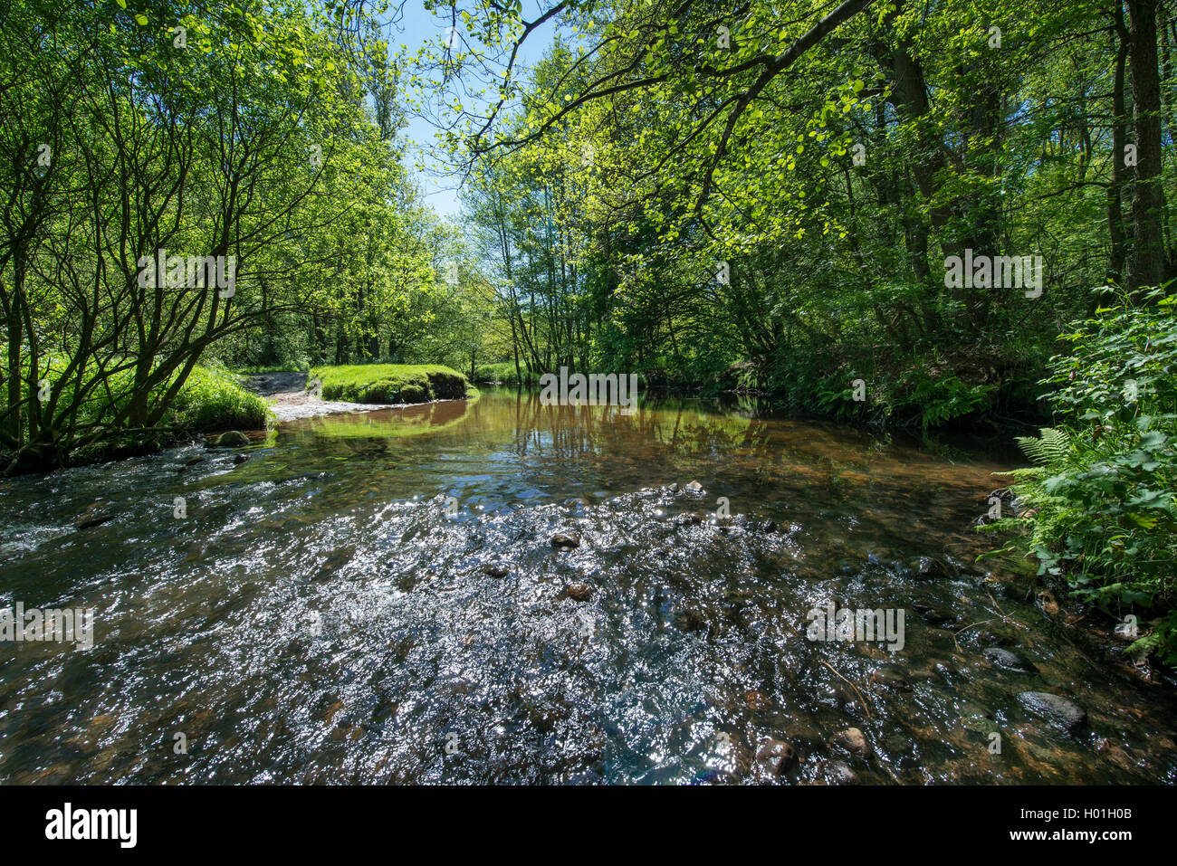 Floodplain vicino a Visbek, riserva naturale Baeken der Endeler e Holzhauser Heide, Germania, Bassa Sassonia, Oldenburger Muensterland, Visbek Foto Stock