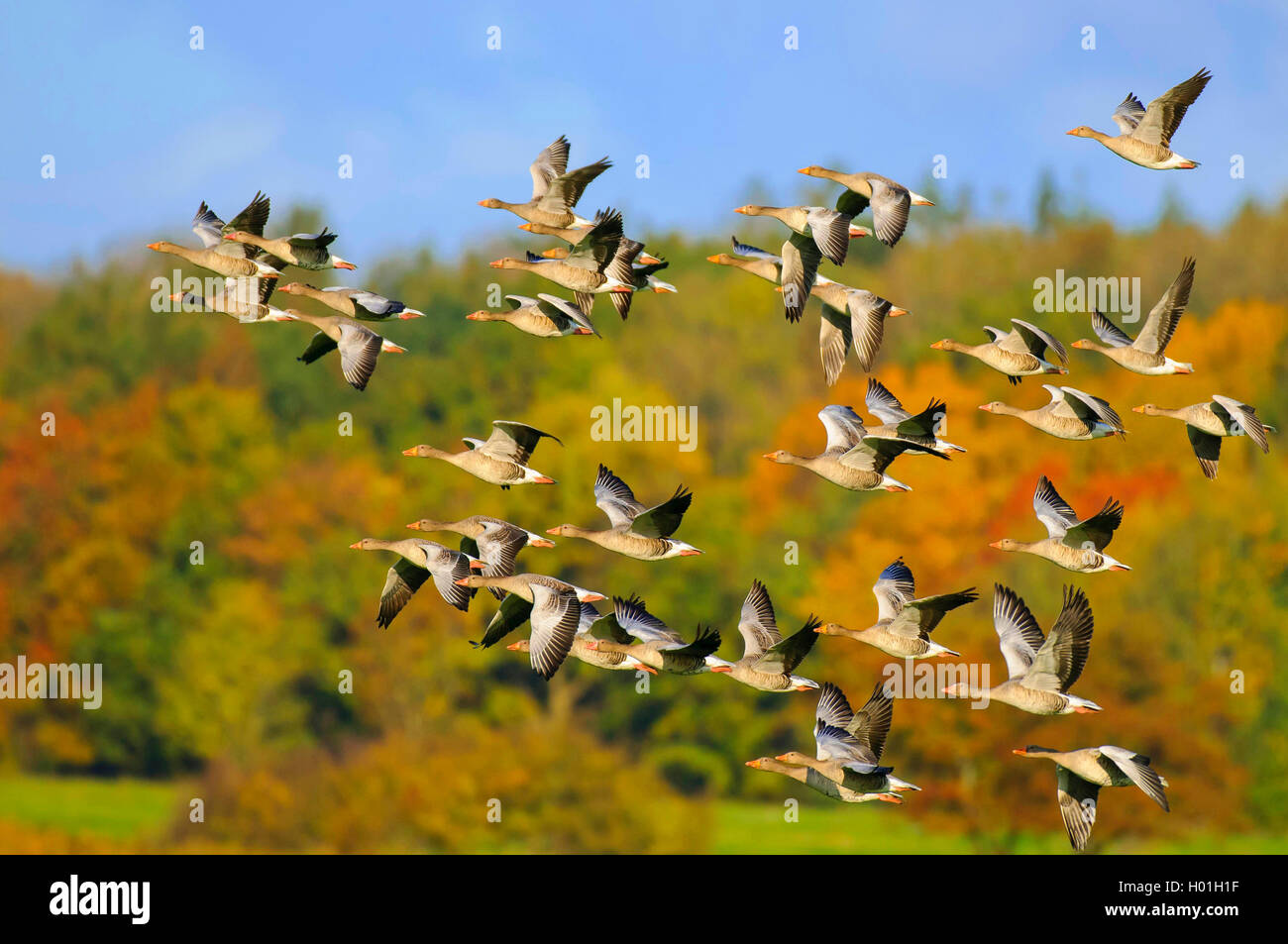 Graugans, Grau-Gans (Anser anser), fliegender Schwarm, Deutschland, Meclenburgo-Pomerania | graylag goose (Anser anser), flying Foto Stock