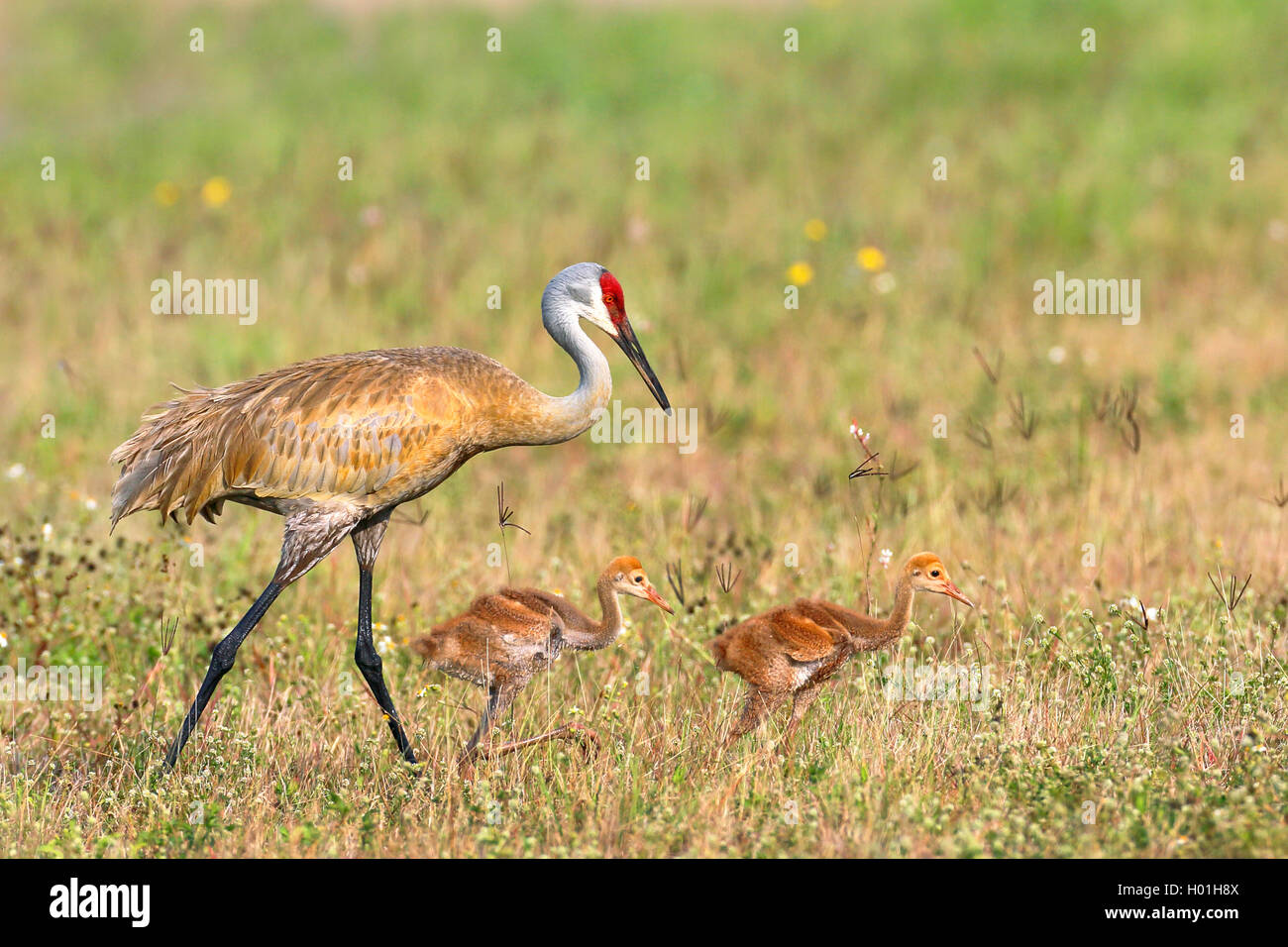 Sandhill gru (Grus canadensis), femmina con due pulcini camminando in un prato, vista laterale, STATI UNITI D'AMERICA, Florida Foto Stock