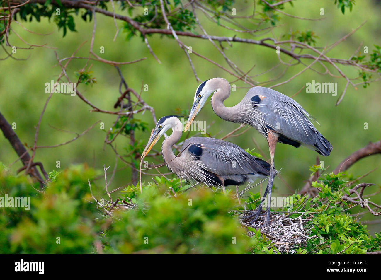 Airone blu (Ardea erodiade), coppia al nido, vista laterale, STATI UNITI D'AMERICA, Florida, Venezia Foto Stock