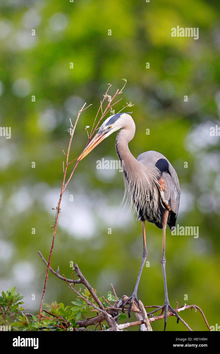 Airone blu (Ardea erodiade), al nido con materiale di nidificazione in bolletta, STATI UNITI D'AMERICA, Florida, Venezia Foto Stock