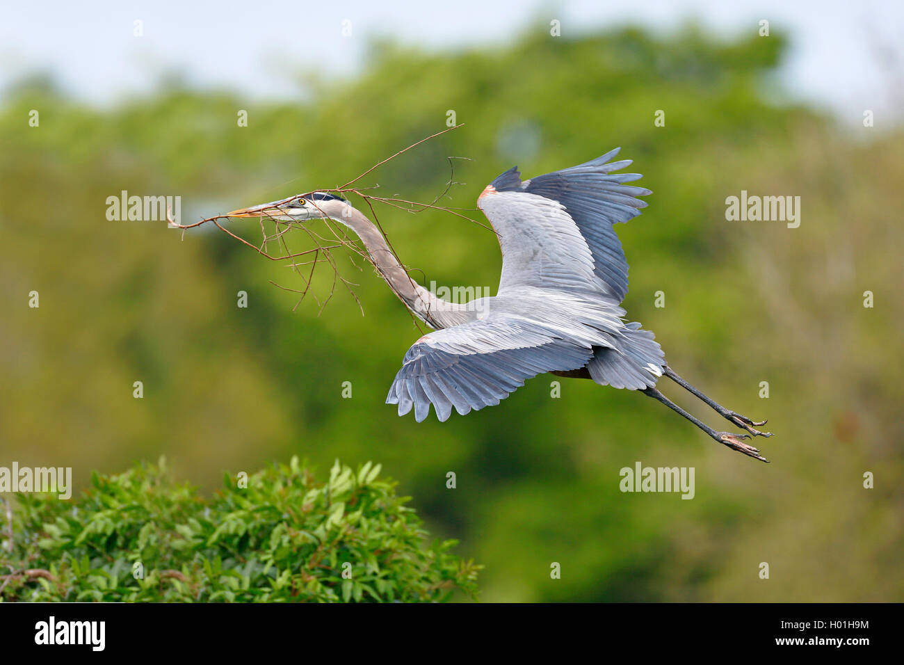 Airone blu (Ardea erodiade), volare con materiale di nidificazione in bolletta, vista laterale, STATI UNITI D'AMERICA, Florida, Venezia Foto Stock