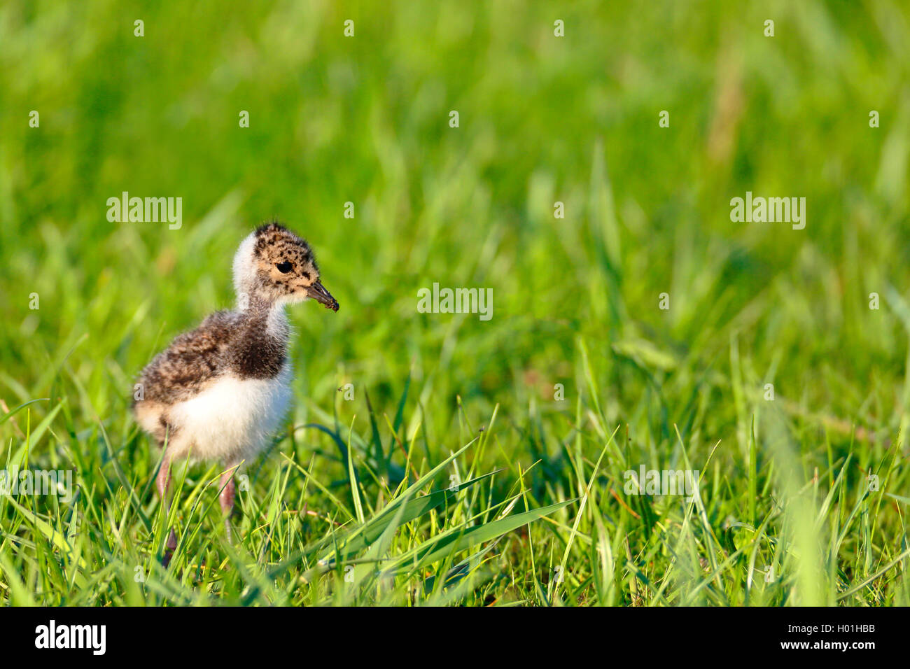 Pavoncella (Vanellus vanellus), chick in piedi in un prato, Paesi Bassi, Frisia Foto Stock